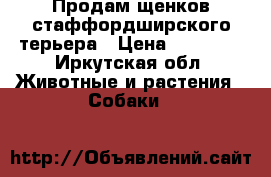 Продам щенков стаффордширского терьера › Цена ­ 15 000 - Иркутская обл. Животные и растения » Собаки   